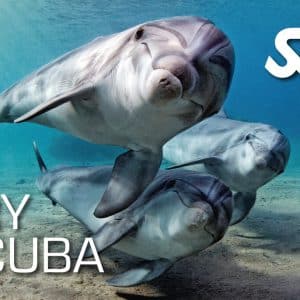 SSI TRY SCUBA